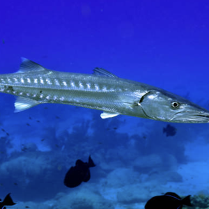 Barracuda