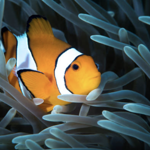 Clownfish