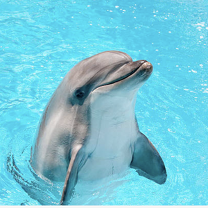 Dolphin