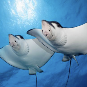 Eagle Ray