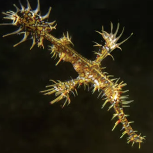 Ghost Pipefish