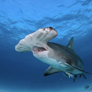 Hammerhead Shark