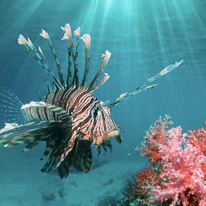 Lionfish
