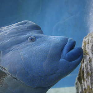 Napoleon Wrasse