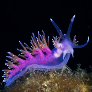 Nudibranch