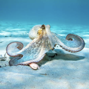Octopus