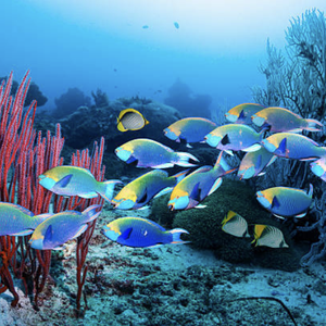 Parrotfish