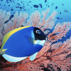 Surgeonfish
