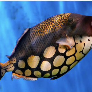Triggerfish