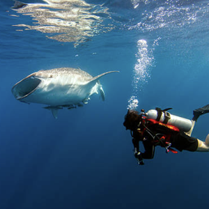 Whale Shark